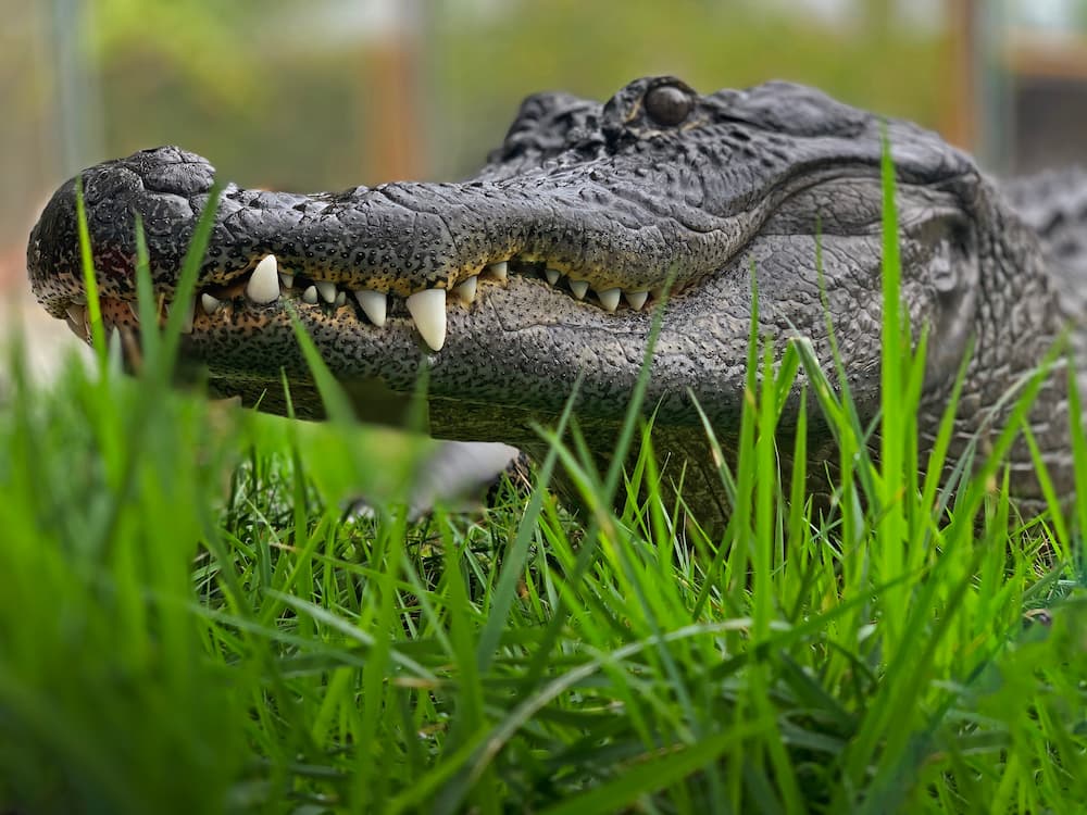 big gators are one thing you should know before moving to florida 