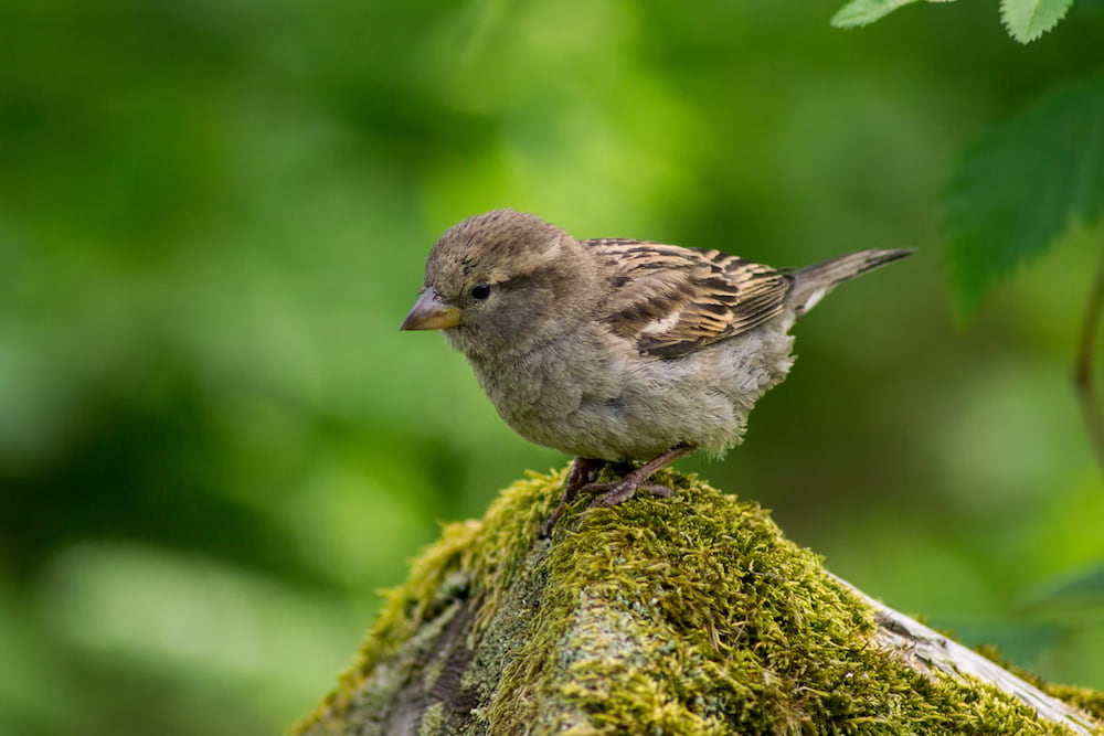 a baby bird sitting alone on a mossy rock