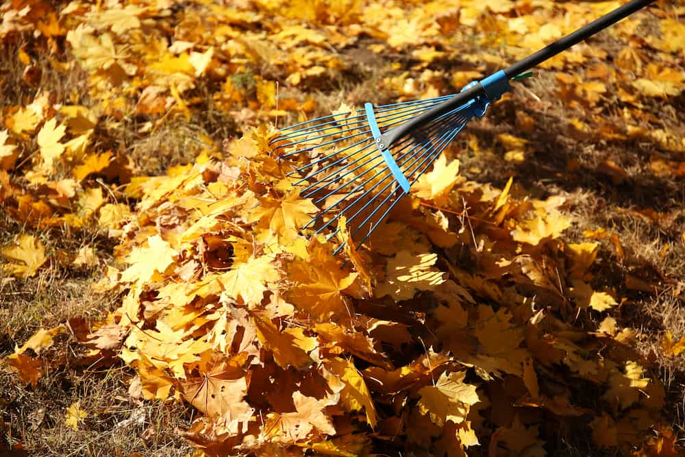 raking leaves in the fall