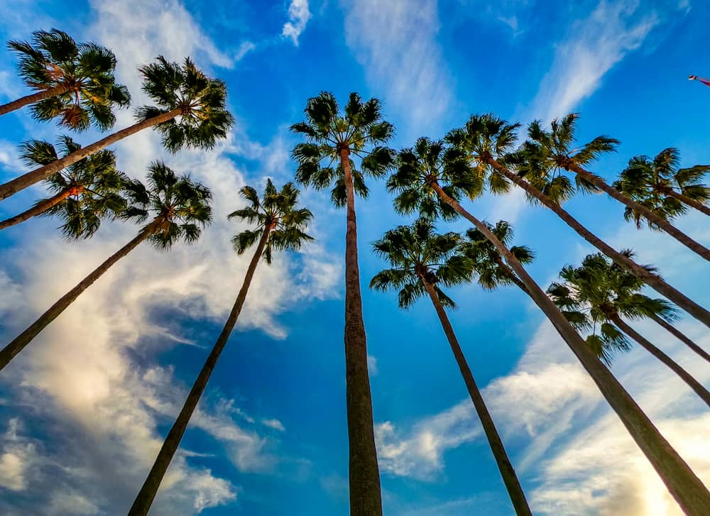 tall palm trees and blue sky in Tampa