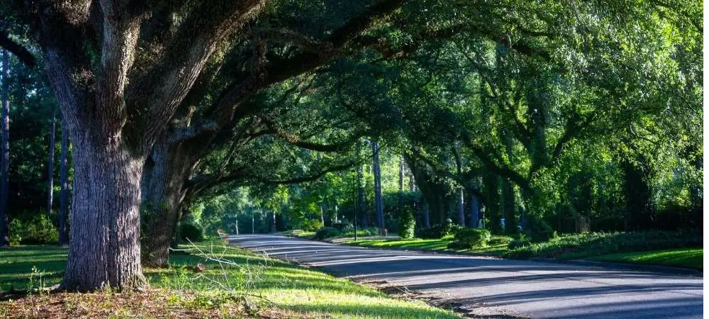 albany georgia road and trees