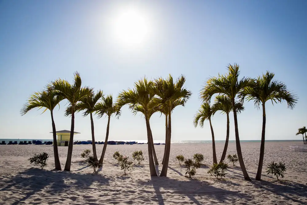 beach in tampa florida with palm trees-consider the weather before moving to tampa