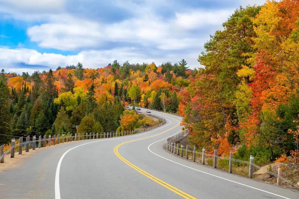 winding road surrounded by fall trees