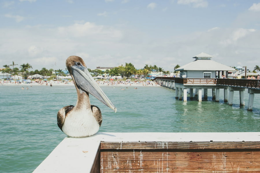 bird beach and palm trees fort myers fl
